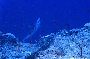 Carcharhinus amblyrhynchos requin gris de recif-Maldives Miyaru kandu-32m-20240427-da-DSC_7311_tn